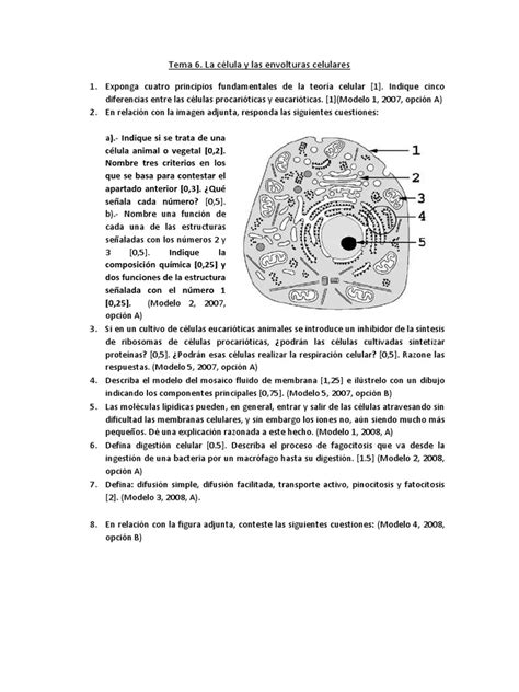 Ejercicios Selectividad Tema 6 La Célula Y Las Envolturas Celulares 1 Pdf Biología