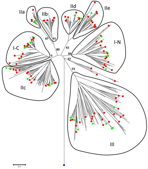 Combined Phylogenetic Tree Of The Wrky Transcription Factor Families In