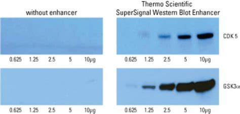 Western Blot Transfer Methods Thermo Fisher Scientific Us