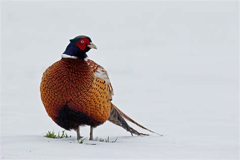 Pheasant In Snow I Think The Starkness Of The Snow Shows H Flickr