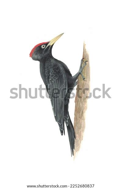 Realistic Color Scientific Illustration Black Woodpeckerdryocopus Stock