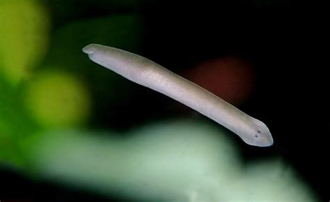 Planaria General Characteristics | Free Biology Notes - Rajus Biology