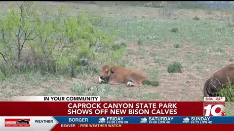 Video Caprock Canyon State Park Welcomes New Bison Calves This Spring Youtube