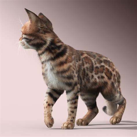 Max Bengal Cat Fur Hair Animation
