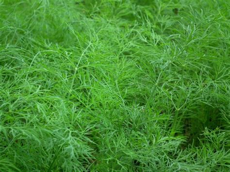 Which of These Dill Plant Varieties Is Right for You? - Garden and Happy