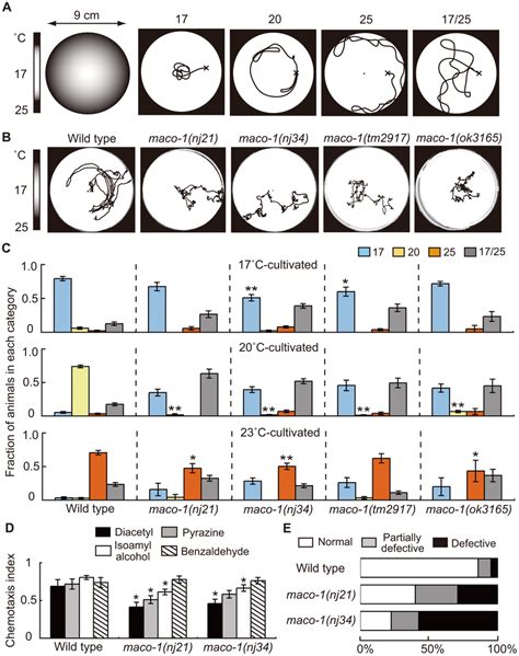 Phenotype Of Maco A Thermotaxis Assay With A Radial Temperature