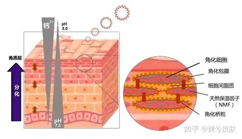皮肤屏障很重要，你了解几点？ 知乎