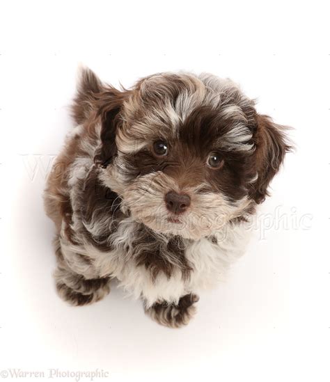 Merle Shih Poo Best Sale Danzhao Cc