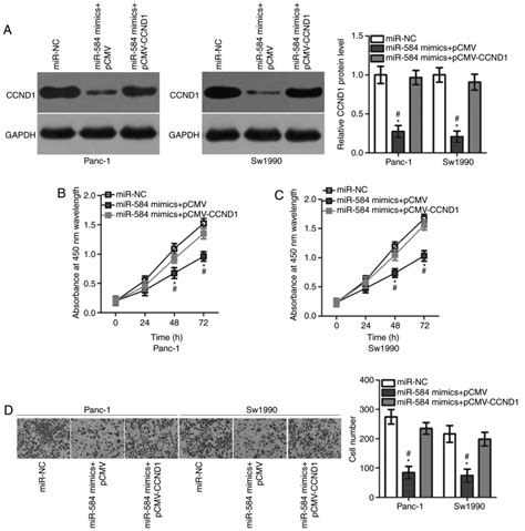 Microrna‑584 Directly Targets Ccnd1 And Inhibits Cell Proliferation And