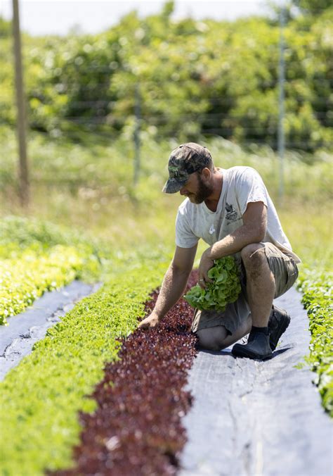 Farmer In Focus Fog Town Farm Nantucket Land Bank