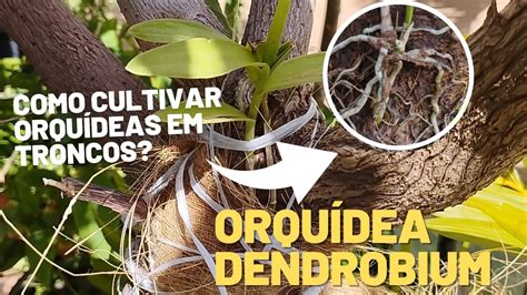 Orquídeas Dendrobium cultivo no tronco de Bougainville e deu super