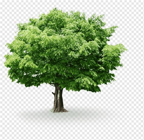 Hd Trees 5 Hd Trees Tree Plant Png PNGWing