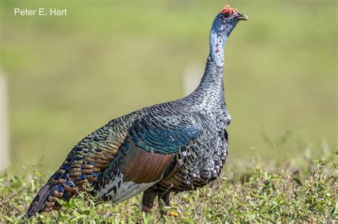 Definitive Guide To Ocellated Turkey Facts, Habitat, Conservation ...