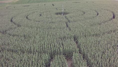 Corn Maze View From Drone With Low Flight Above/ Owl Maze/ Owl Maze ...