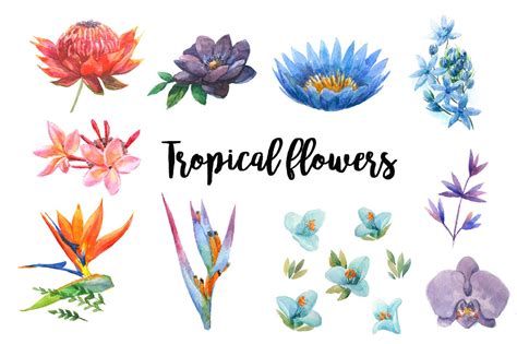 Watercolor Tropical Elements