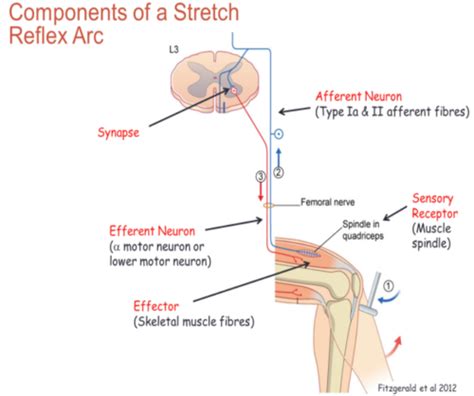 Neuro Quiz 3 PNS ANS Flashcards Quizlet