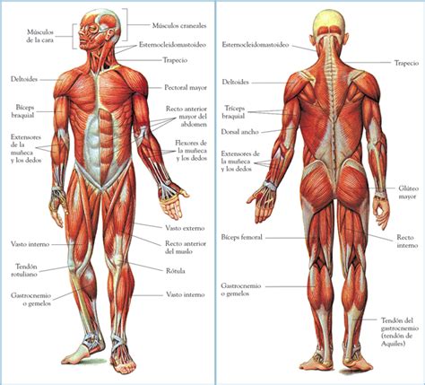 EL BLOG DE 5º B MÚSCULOS DE NUESTRO CUERPO