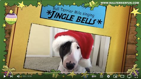 Bull Terrier Mila Singing Jingle Bells Bullterrierfun