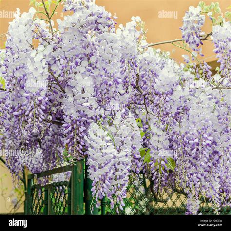 Chinese Wisteria Wistaria Sinensis Hi Res Stock Photography And Images