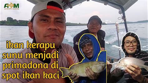 BERUNTUNG SEKALI Naiknya Ikan Sultan KERAPU SUNU Di Spot Mancing Ikan