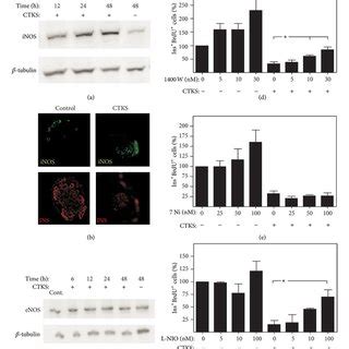 Role Of Different Nos Isoforms In Cytokine Induced Antiproliferation In