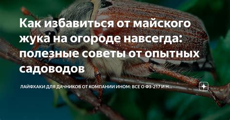 Как избавиться от майского жука на огороде навсегда: полезные советы от ...