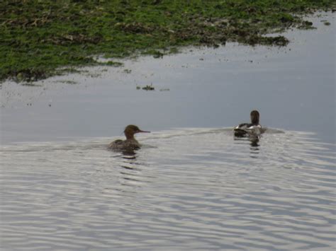Red-breasted Mergansers from Scotland | Marnix's Bird Gallery