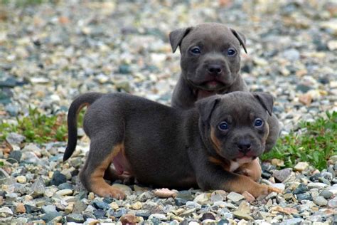 Tri Color Pitbull What Color Combinations Are There Genetics Explained