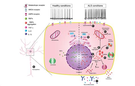 Principal Pathophysiology Mechanisms In Amyotrophic Lateral Sclerosis