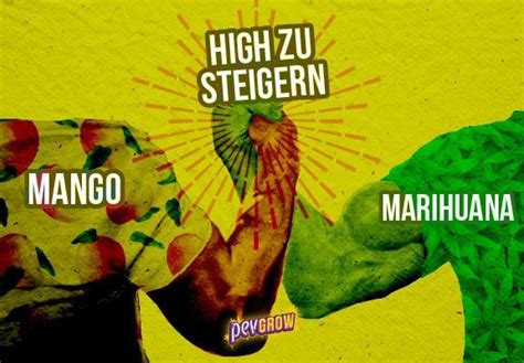 Mango Und Marihuana Eine Sehr Explosive Beziehung Pevgrow