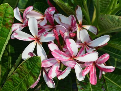 Frangipani Mosaic Virus In Plumeria