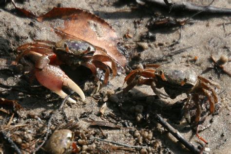 Atlantic Sand Fiddler Crab MatBio CRABS SHRIMPS JELLYFISH SEA