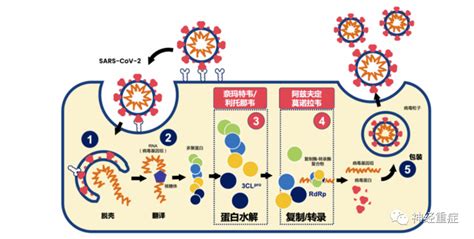 【指南共识】新型冠状病毒感染者抗病毒治疗专家共识抗病毒治疗抗病毒药物新冠病毒感染者抑制剂 健康界