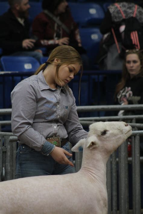 Junior Breeding Sheep Showmanship Exhibitor During Th Flickr