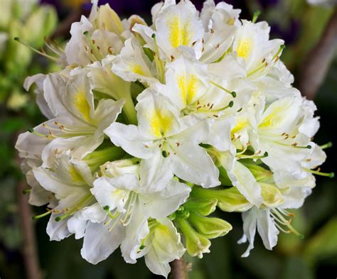 Azalea Daviesii Deciduous Litre Stewarts Garden Centre