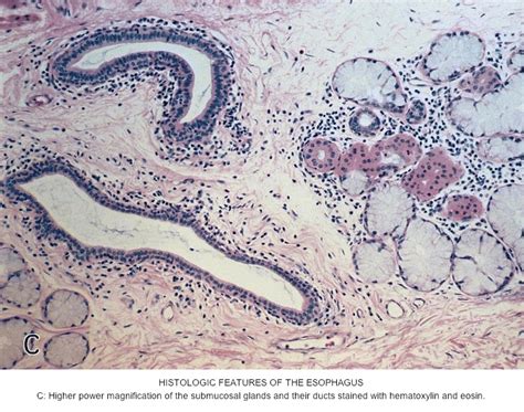 Pathology Outlines Histology