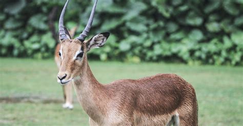 Close-Up Shot of a Brown Chinkara · Free Stock Photo