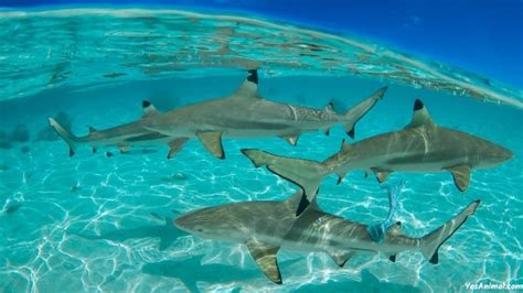 Sharks In Florida: Everything You Need To Know About Them