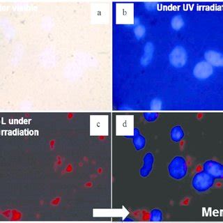 Images Of The Tf Nanoparticles Internalized By Cancer Cells Using