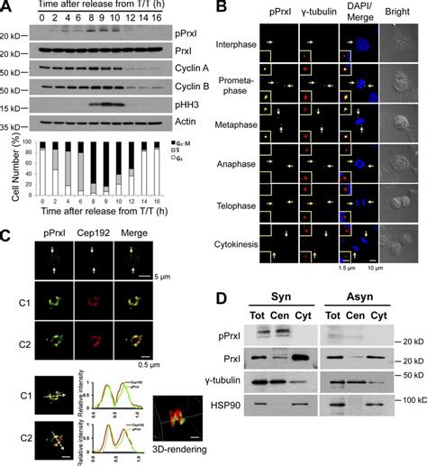 Phosphorylation Of Prxi At Thr Occurs At The Centrosome Of Hela Cells