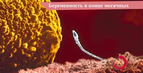 Можно ли женщине забеременеть в конце месячных
