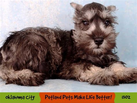 What Are Schnauzer Puppies Worth