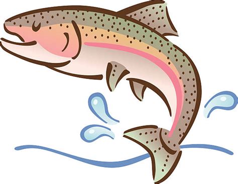 500 Rainbow Trout Illustrations Royalty Free Vector Graphics And Clip Art Istock