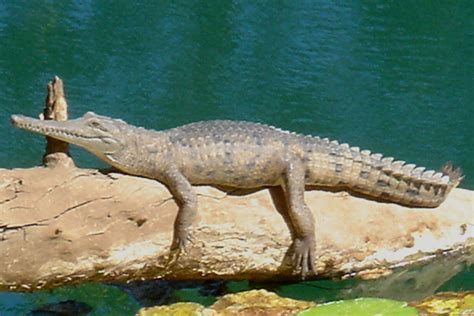 Freshwater Crocodile Facts and Pictures | Reptile Fact