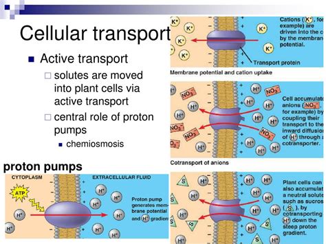 Ppt Transport In Plants Chapter 36 Powerpoint Presentation Id 525546