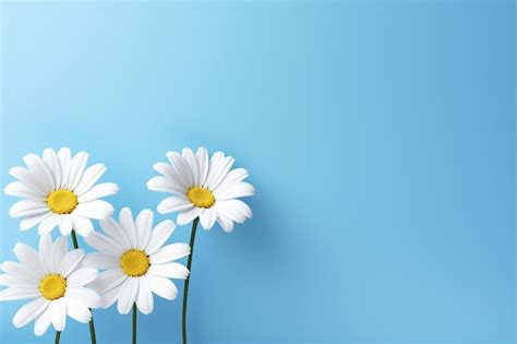 Premium Photo White Flowers On Blue Background