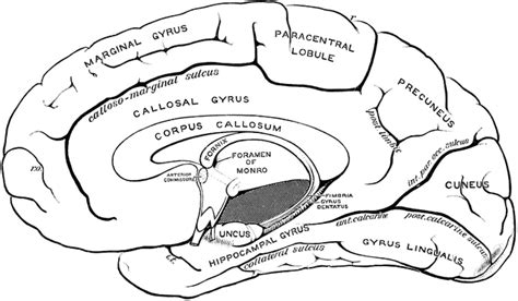 Sulcus Brain