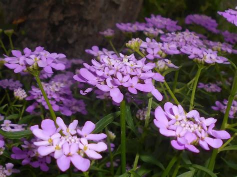 Iberis (Candytuft) – A to Z Flowers