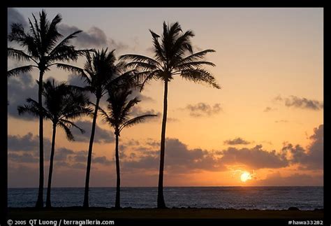 Picturephoto Coconut Trees Kapaa Sunrise Kauai Island Hawaii Usa