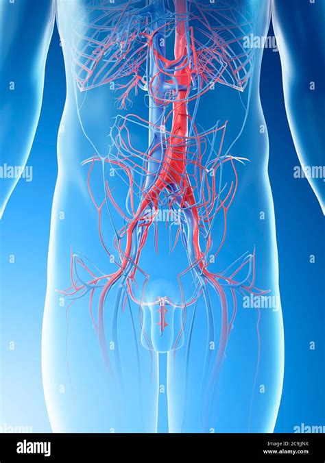 Anatomy Abdominal Blood Vessels High Resolution Stock Photography And